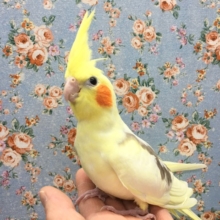 オカメインコ（シナモンパイド）　２０２０年１０月生まれ