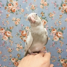 オカメインコ（ホワイトフェイスシナモンパールパイド）　２０２０年１０月生まれ