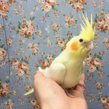 オカメインコ（ルチノー）２０２０年１０月生まれ　A