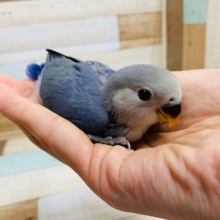 やはり人気です！！コザクラインコ～（バイオレット）
