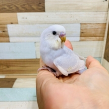 きれいになりました!!セキセイインコ（ライラック　ホワイトウィング）～～