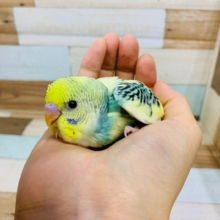 なんとも不思議な色合い。。セキセイインコ（オパーリンクリームパイド）！！
