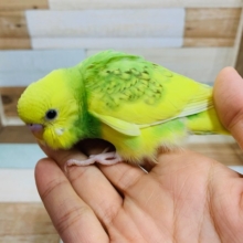 かけっこ大好き！セキセイインコ（スパングルパイド）～～