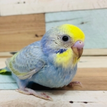 甘えんぼなセキセイインコ(パステルレインボー)が入舎です♪