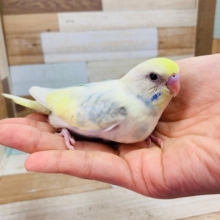 ステキカラーのセキセイインコ(パステルレインボーパイド)入舎してます♪