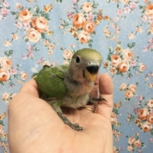 小桜インコ（ノーマル）　２０２０年１０月生まれ
