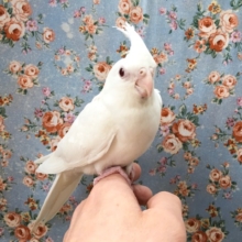 オカメインコ（ピュアホワイト）　２０２０年１０月生まれ　