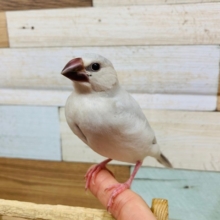 渋さが良いんです！変化が楽しめるんです！！シルバー文鳥～～
