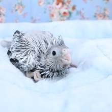 白×グレーでスタイリッシュ?! オカメインコ“ホワイトフェイスパール” 2020.11/12撮影