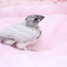 不動の人気！！ シルバー文鳥のひな　2020.11/5撮影