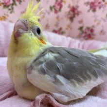 レアカラー！変な鳴き方！？笑　オカメインコ　シナモンパイド