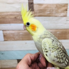 模様が綺麗ですの～(^^♪　オカメインコシナモンパイド ヒナ