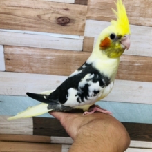 馴れてきました。　オカメインコ　パイド　ヒナ