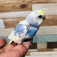 綺麗なカラー　セキセイインコ　パステルレインボーパイド　ヒナ