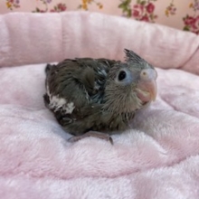 人気のレアカラー☆オカメインコ　ホワイトフェイス！激かわ！