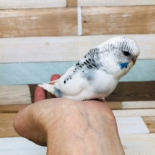 久しぶりレアカラージャンボセキセイインコ　ヒナ