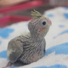 オカメインコ（シナモン）ヒナヒナ♪
