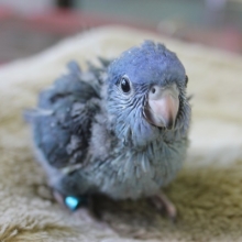 11月下旬生まれ　サザナミインコ　ヒナちゃん　