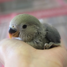コザクラインコ（ヴァイオレット）ヒナちゃん