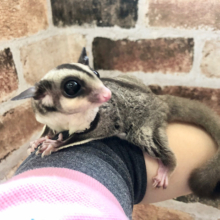 べた慣れすぎです・・・フクロモモンガちゃん(ノーマル)