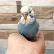 祝ヒナ餌卒業☆★ジャンボセキセイインコ(スパングル)