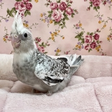 人気過ぎて大変です(笑)　オカメインコ“ホワイトフェイスパールパイド” 2020.12/24撮影
