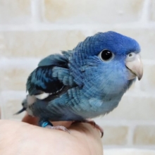 ディープブルー！！！　サザナミインコ☆コバルト 2020年12月20日撮影