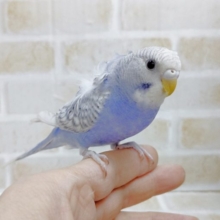翼が美しい！　羽衣セキセイインコ　2020年12月15日撮影