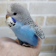 大きな大きなセキセイインコ！　ジャンボセキセイインコ　2020年12月15日撮影