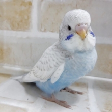 白い翼！　ホワイトウイング☆セキセイインコ 2020年12月16日撮影
