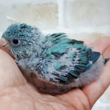 美しいターコイズブルー　サザナミインコ☆ブルー　2020年12月16日撮影