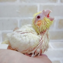 やっぱりルチノーでしょ！　オカメインコ☆ルチノー 2020年12月15日撮影