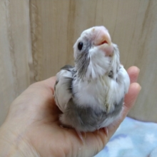 カッコ可愛いオカメちゃん来ました！