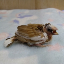 念願の十姉妹のヒナが来ました♥