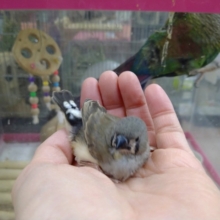 鳴き声はに〜に〜！キンカ鳥のヒナその2