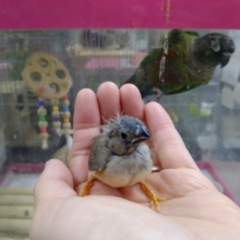 鳴き声はに〜に〜！キンカ鳥のヒナその3