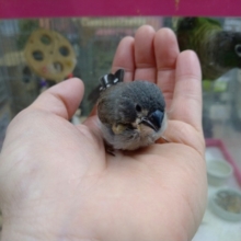 鳴き声はに〜に〜！キンカ鳥のヒナその1