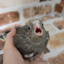 食いしん坊！！オカメインコのノーマル～♪