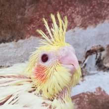 オカメインコルチノー