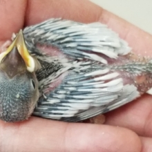 ご飯大好き♪シルバー文鳥♪