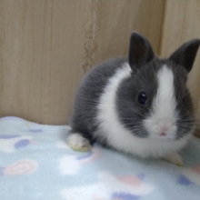 激カワうさぎちゃん来ました〜