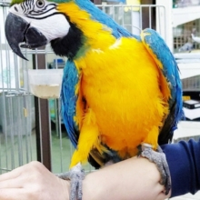 世界最大のインコ！ルリコンゴウインコ♪2020年12月15日撮影