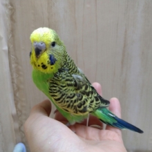 最新動画あり！デッカイけどヒナです！ジャンボセキセイが来ました