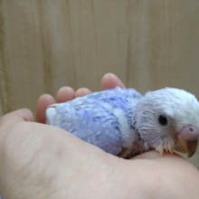 青空の様なカラー、セキセイインコのスパングルヒナが来ました〜
