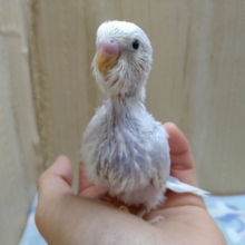 大人気カラーのライラックちゃん、来ました〜