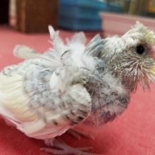 羽衣インコさんがやってまいりました💗