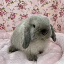 謎のふわふわ生物出現?!　ホーランドロップイヤーラビット 2020.12/25撮影