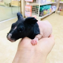 ツルツルお肌のモルさん☆　スキニーギニアピッグ～～
