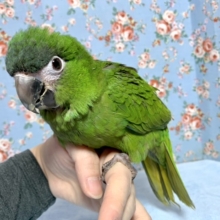 手乗りコミドリコンゴウインコ  12月6日
