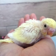 キレイなコです☆　セキセイインコ　クリーム　１２月２日